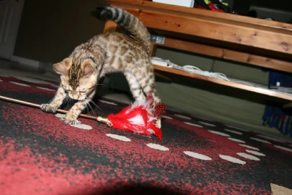 simpatici gattini del bengala pronti | Foto 0