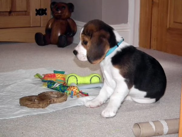 cuccioli di beagle tricolore pronti ora