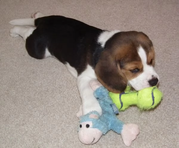 cuccioli di beagle tricolore pronti ora | Foto 0