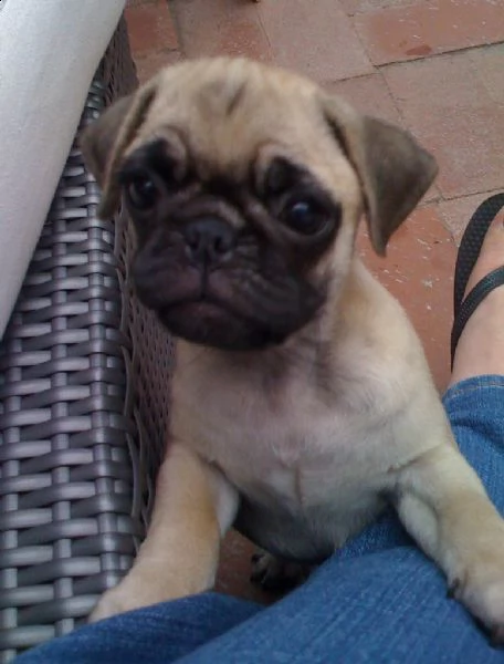 cuccioli di carlino ben addestrati