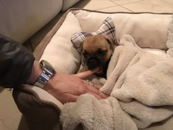 cuccioli di carlino ben addestrati | Foto 0