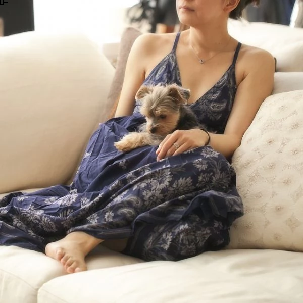 simpatici cuccioli di yorkie