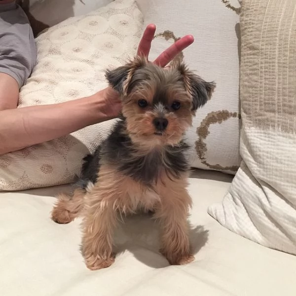 simpatici cuccioli di yorkie | Foto 0