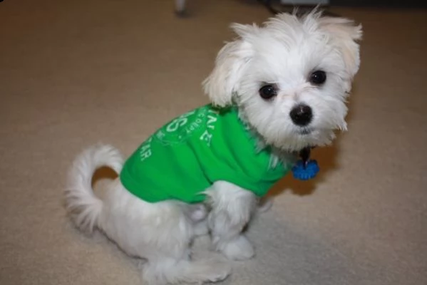 adorabili cuccioli maltesi eccezionali