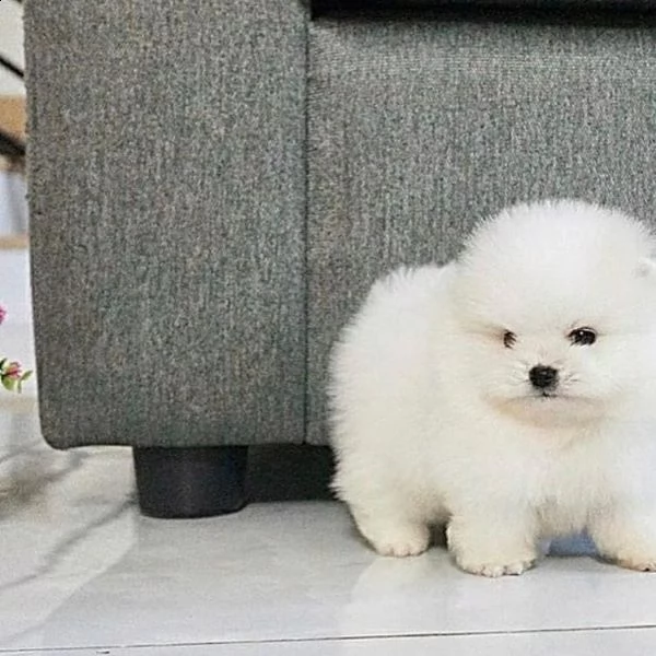  regalo  volpino pomerania mini toy $$$$$ | Foto 0