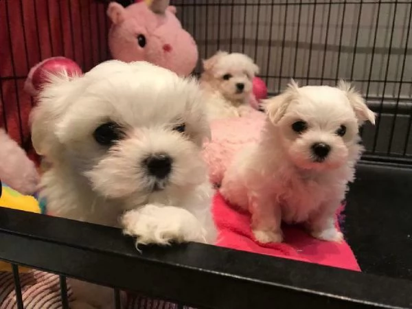 adorabili cuccioli di maltese toy