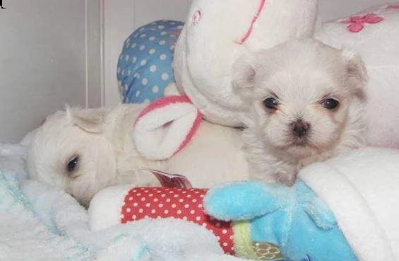 favolosi cucciolini maltesini mini  disponibili 