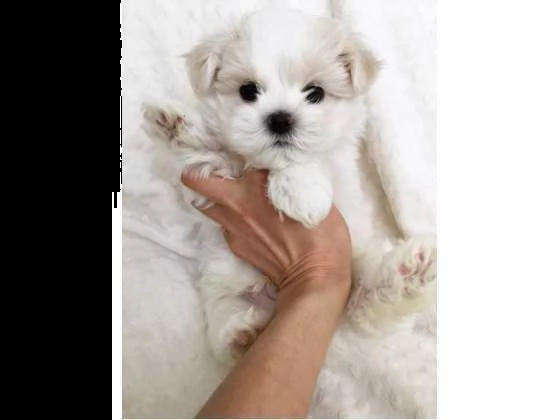 gioiosi cucciolini maltesini toy bellissimi sanissimi e morbidissimi di 2 mesi e mezzo 