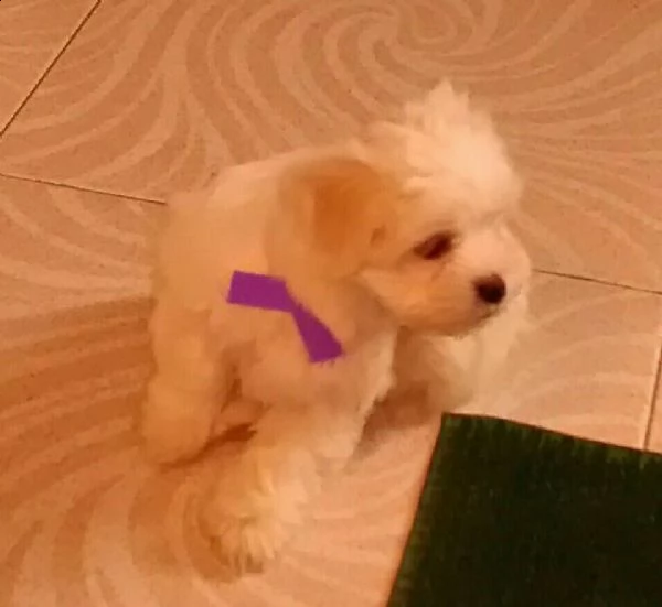 vendo cucciola di maltese toy linea coreana, 