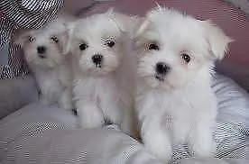 abbiamo disponibili originalissimi e buonissimi cucciolini di barboncino maltese toy,