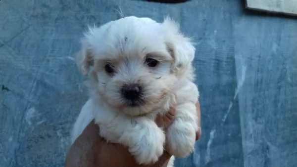 affettuosi cuccioli di maltese, teneri e coccoloni, di 2 mesi e mezzo