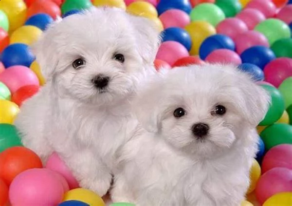 cediamo cucciolo di maltese mini mini toy velocissimi perfettissimi