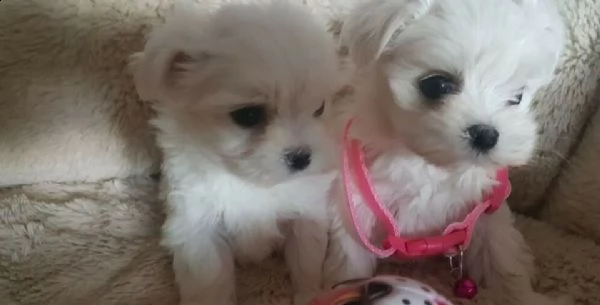 splendidi cuccioli di maltese toy. disponibili sia maschietti che femminucce