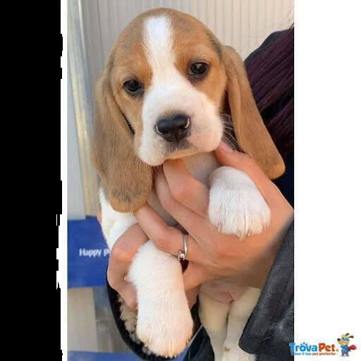 disposizione estemporanei cucciolotti di beagle