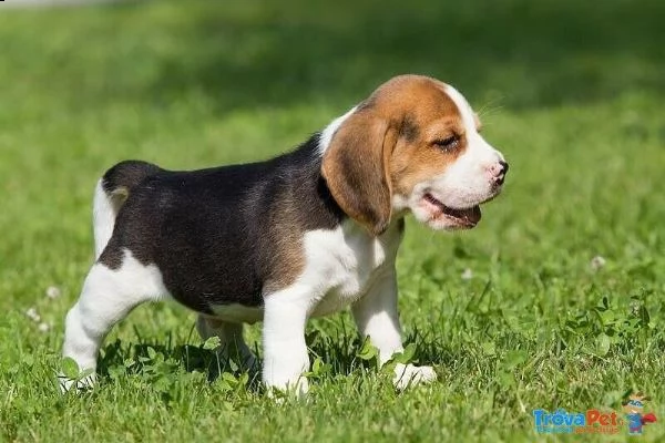 disponibili dei delicatissimi cucciolini di beagle..///