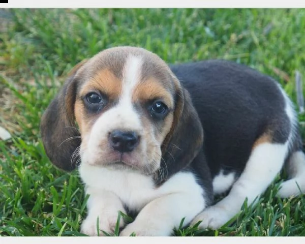 vendiamo dei coccolosi cuccioletti di beagle, di 90 giorni