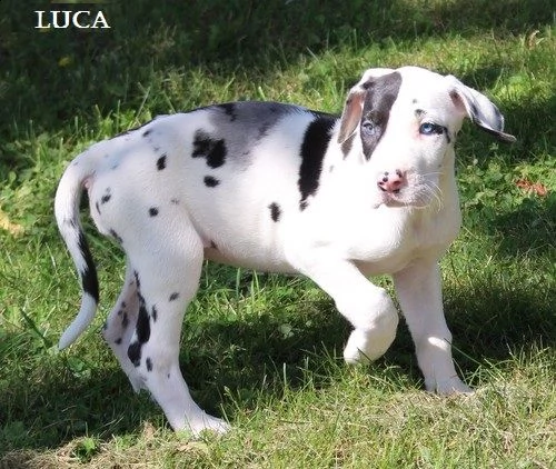 regalo adorabili cuccioli alano femminucce e maschietti