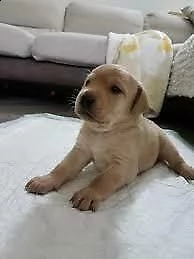cuccioli di labrador////