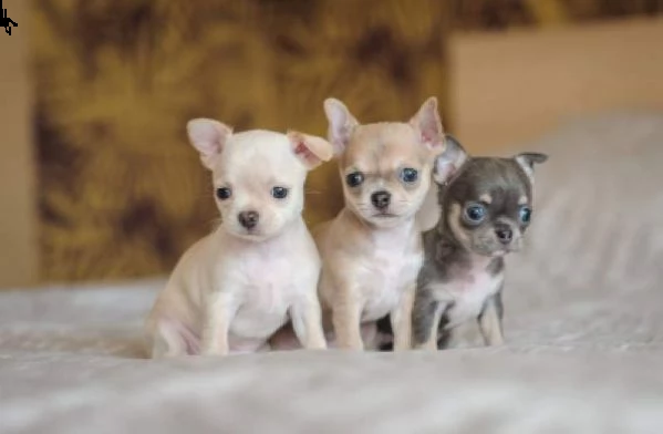 cucciolo di pincher chiwawa nano bravissimo bellissimo
