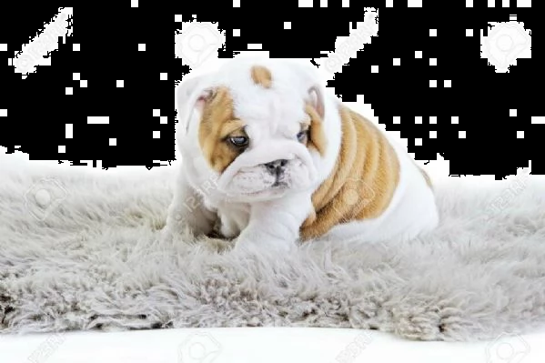 cucciolo di bulldog inglese tenerissimo bellissimo e favolosissimo di 70 giorni s