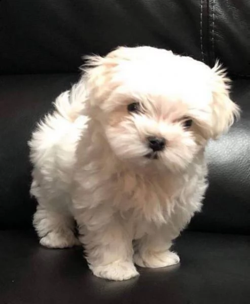 cucciolo di maltese toy amorevolissimo bellissimo e intelligentissimi