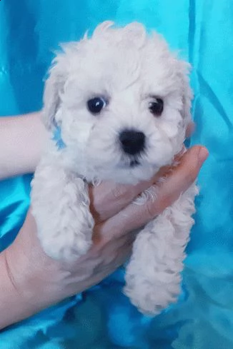 cuccioli di barboncino maltese di taglia toy maschio e femmina 