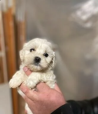 affettuosi cuccioli di maltese, teneri e coccoloni, di 2 mesi e mezzo