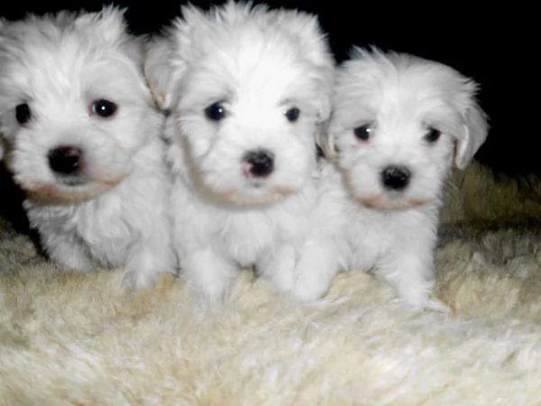 cediamo cucciolo di maltese mini mini toy buonissimo originalissimo