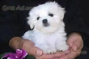 cucciolo di maltese mini mini toy perfettissimo eccellentissim