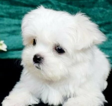 affettuosi cuccioli di maltese, teneri e coccoloni, di 2 mesi e mezzo maschi e femmine