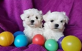 disponibili cucciolo di maltese velocissimo perfettissimo e dolcissimo 