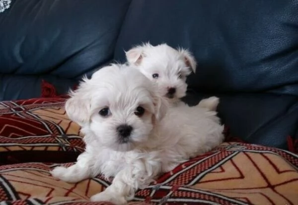 splendidi cuccioli di maltese toy disponibili sia maschietti che femminucce. 