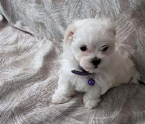 cedo cucciolo di maltese mini mini toy perfettissimi inteligentissimi 