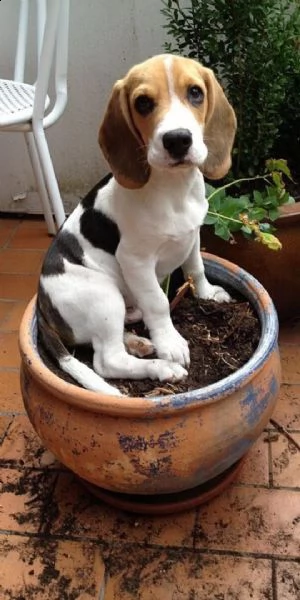   regalo beagle meravigliosi