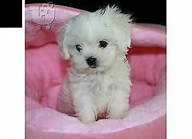 cucciolo di maltese mini toy perfettissimo inteligentissimo e velocissimo 