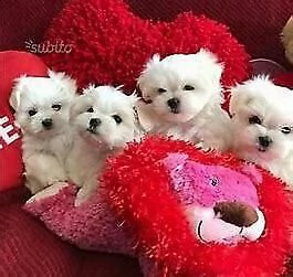 disponiamo cucciolo di maltese mini toy intrigantissimo sanissimo 