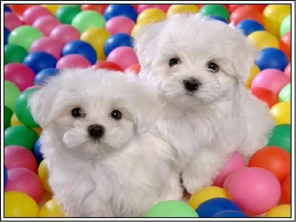 cucciolo di maltese mini toy intrigantissimo generosissimo e tranquillissimo