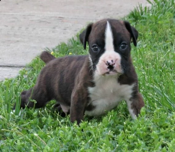 regalo cuccioli di boxer