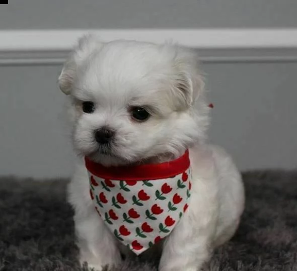 disponiamo cucciolini di maltese 