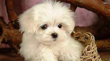 cucciolo di maltese mini toy generosissimo perfettissimo e gentilissimo di 70 giorni 