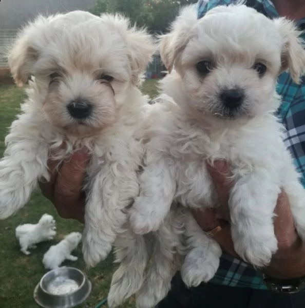 cuccioli di maltese