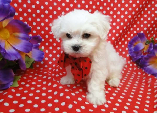 cuccioli maltesi