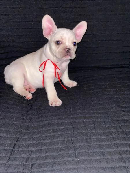 vendita cucciolo bouledogue francese maschio