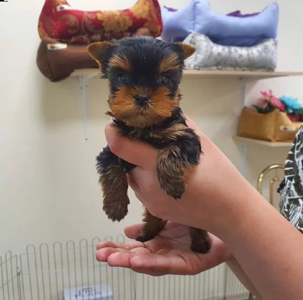 simpatici cuccioli di yorkshire pronti per andare in una casa per sempre