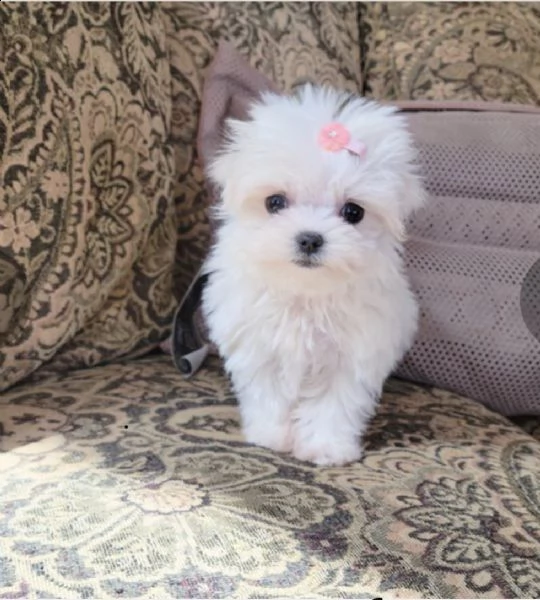 maltese mini. regalo | Foto 0