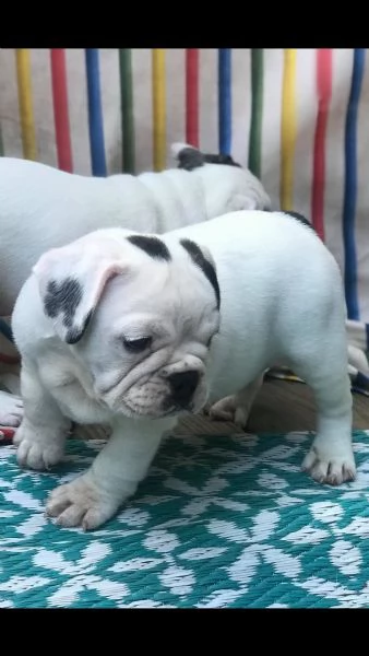 vendita bulldog inglese con pedigree enci