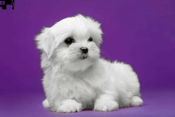  regalo maltese()() | Foto 0