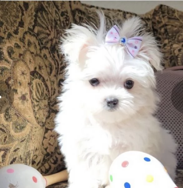 regalo maltese(())(())