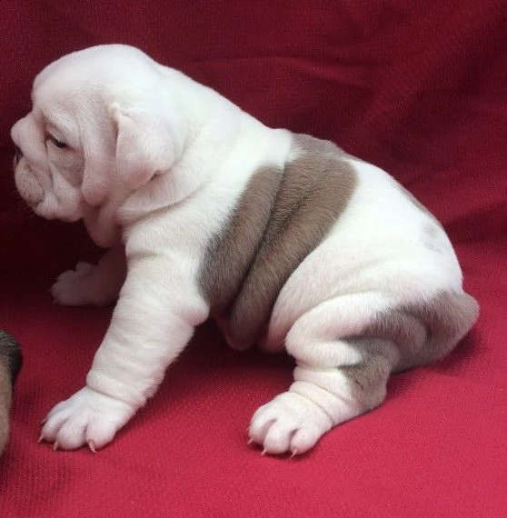 bulldog inglese femminucce e maschiettidisponibili per l'adozione