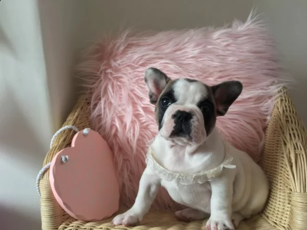 bulldog francese femminucce e maschiettidisponibili per l'adozione